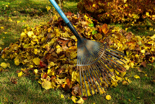 Fall Cleanup